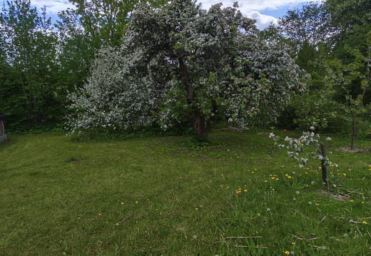 Blomster i haven